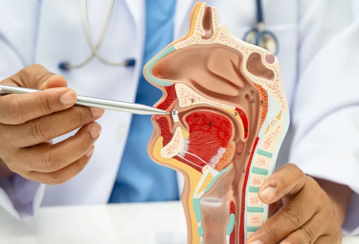 ent ear, nose & throat