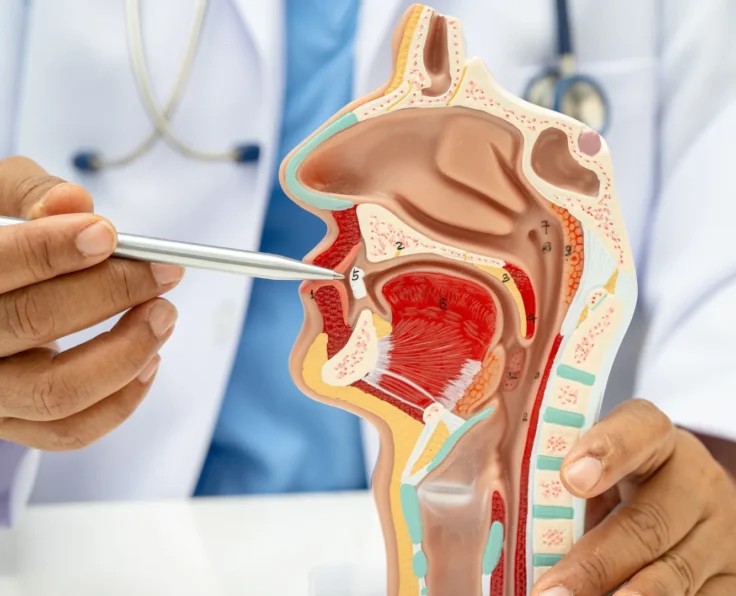 ent ear, nose & throat