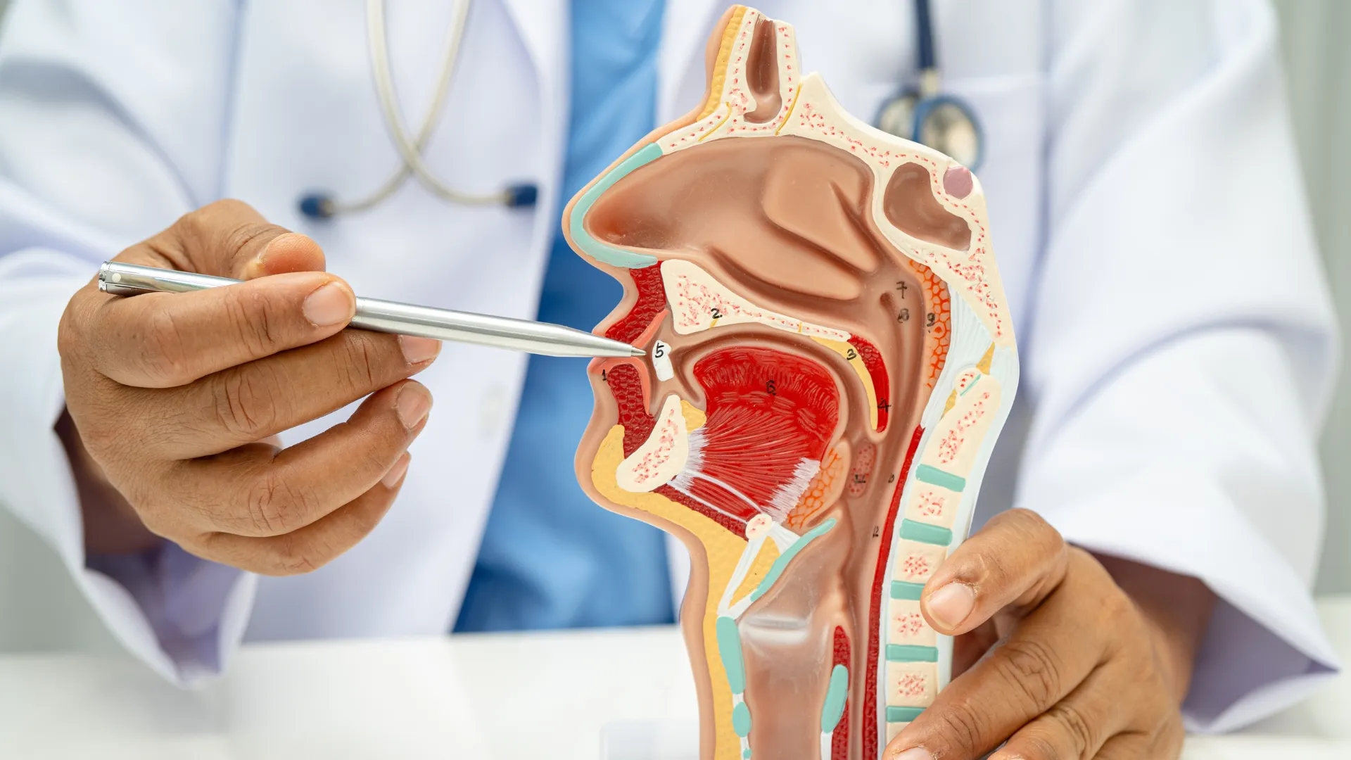 ent ear, nose & throat